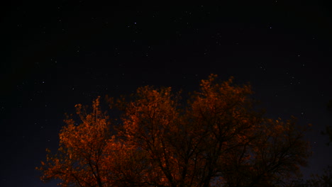 Time-lapse-of-stars-moving-across-the-sky-with-a-tree-in-the-foreground