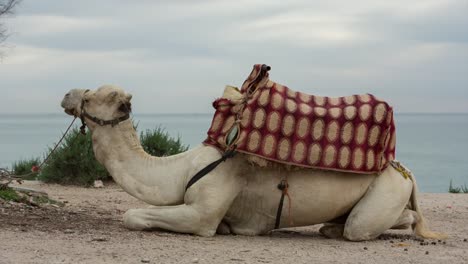 Marokko-Strand-Kamel-00