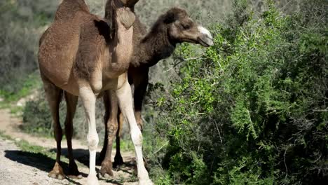 Marruecos-Camel-01