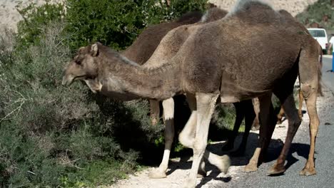 Morocco-Camel-05
