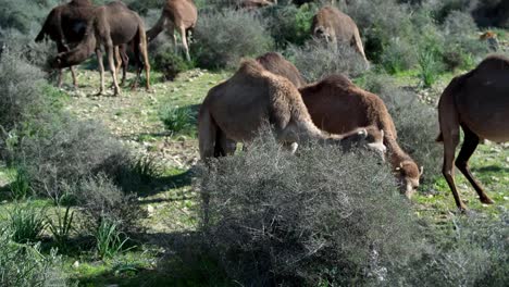 Marruecos-camello-11