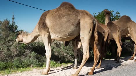 Morocco-Camel-14