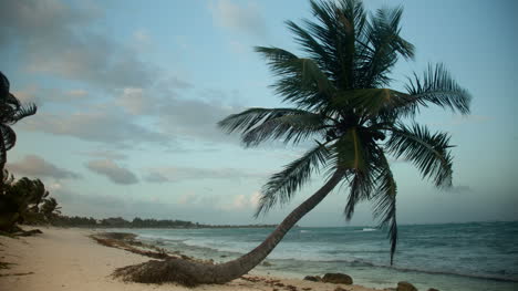 Paradise-Palms1