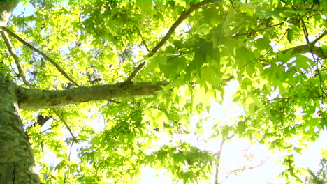 Bright-green-tree-leaves-glisten-in-the-sunlight