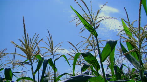Corn-stalks-sway-in-the-breeze