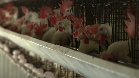 Hens-peck-at-feed-in-a-trough-at-a-chicken-farm