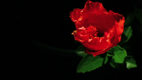 Eine-Rose-Blüht-Im-Zeitraffer