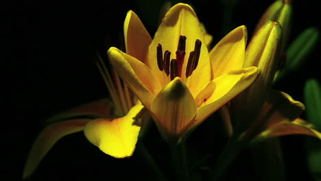 Eine-Gelbe-Blume-öffnet-Sich-Im-Zeitraffer