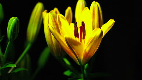 Una-Flor-Amarilla-Se-Abre-En-El-Lapso-De-Tiempo-1