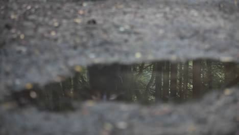 A-woman-jogs-across-a-puddle-reflecting-the-image-of-dozens-of-tress