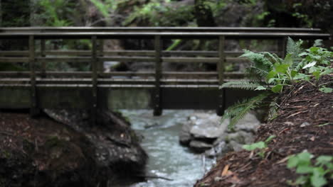 A-woman-runs-across-a-bridge-over-a-stream-in-a-wooded-area
