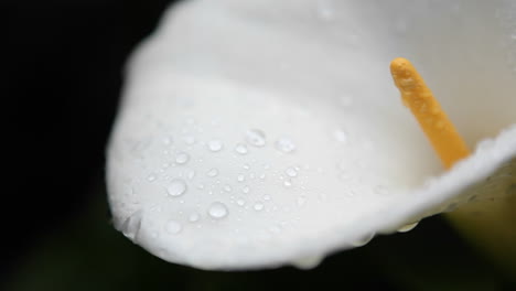 Eine-Weiße-Blume-Wird-Mit-Kleinen-Regentropfen-Besprenkelt
