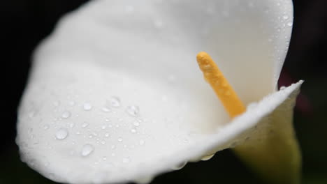 The-inside-detail-of-a-calla-lily-comes-into-view