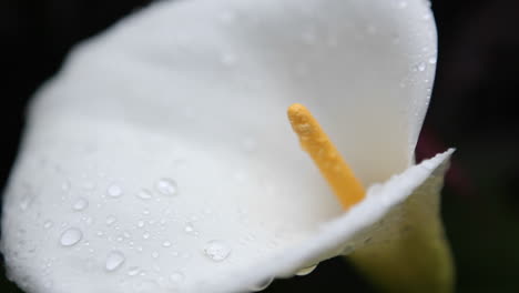 Eine-Calla-Lilie-Wird-Mit-Wassertropfen-Bedeckt-1