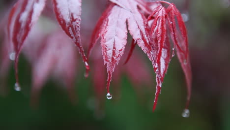 Rote-Blätter-Fangen-Bei-Regen-Wassertropfen-Auf