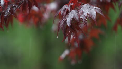 Regentropfen-Fallen-Auf-Die-Blätter-Eines-Baumes
