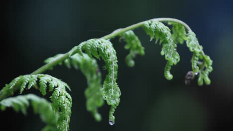 Rain-falls-upon-a-fern