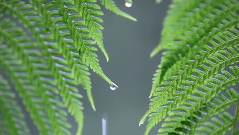 Wassertropfen-Sammeln-Sich-Im-Regen-Auf-Farnblättern-Leaves