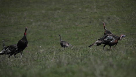 A-flock-of-turkeys-walk-around-in-a-field