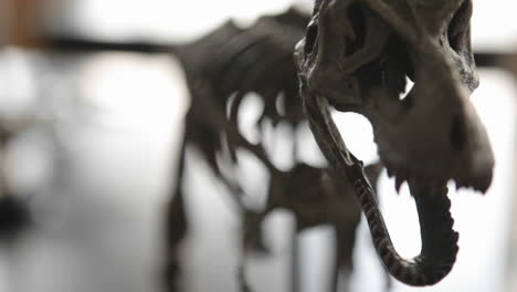 Das-Skelett-Eines-Dinosauriers-Rückt-In-Den-Fokus