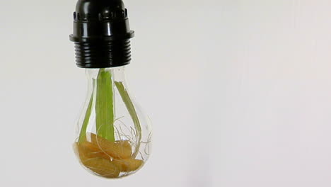 A-light-bulb-contains-corn-husks