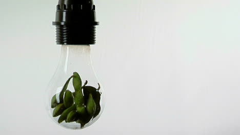 A-light-bulb-contains-soy-bean-pods