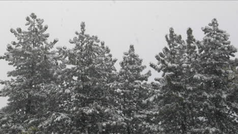 La-Nieve-Cae-En-Medio-De-Un-Bosque-De-Pinos