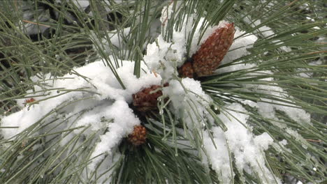 Snow-sits-on-the-pine-needles-of-a-tree-branch