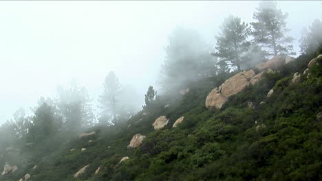 La-Niebla-Rueda-Sobre-Una-Ladera-Densamente-Boscosa-En-Las-Montañas-De-California-1