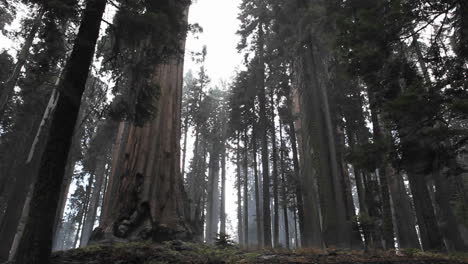 Ein-Redwood-Wald