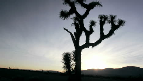Ein-Kaktus-Wächst-In-Der-Wüste