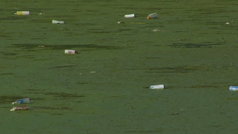 Flaschen-Schwimmen-In-Einem-Wasserweg-Voller-Algen