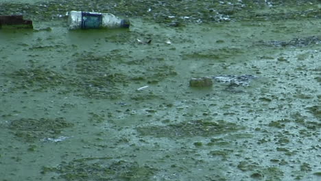 Bottles-and-other-garbage-floats-in-a-waterway-full-of-algae-1