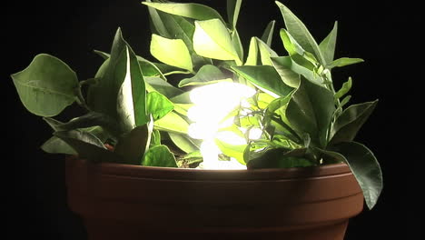 A-compact-fluorescent-light-bulb-illuminates-a-potted-plant