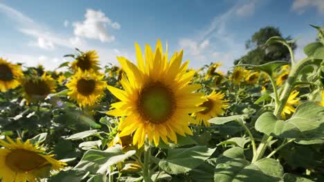 Sunflower-Field-06