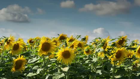 Sunflower-Field-10