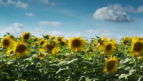 Sunflower-Field-11