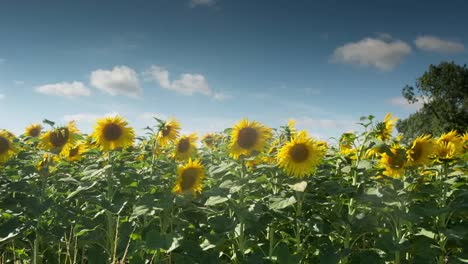 Sunflower-Field-12