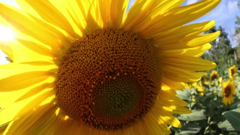 Sonnenblumen-Zeitraffer5