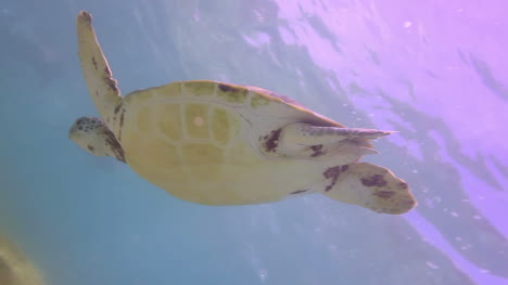 Turtle-19