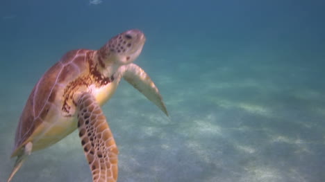 Turtle-swimming-in-clear-water