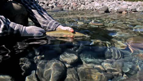 Guide-catch-and-releasing-a-rainbow-trout-while-fly-fishing-on-the-Huequi-Río-in-Southern-Chile