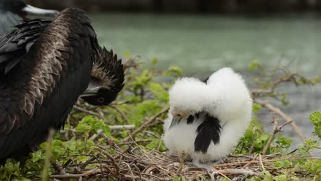 Großer-Fregattvogel-Und-Küken-Auf-Ihrem-Nest-Auf-Der-Insel-Genovesa-Im-Galapagos-Nationalpark,-Ecuador