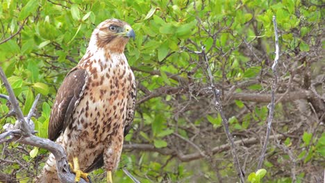 Close-up-of-an-endemic-Galapagos-hawk-at-Playa-Espumilla-on-Santiago-Island-in-the-Galapagos-Islands-National-Park