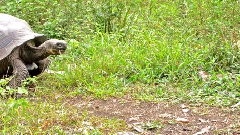 Galapagos-Giant-Tortoise-entering-the-scene-at-Rancho-El-Manzanillo-giant-tortoise-area-on-Santa-Cruz-Island