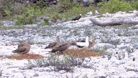 Rotfußtölpel-Sammeln-Nistmaterial,-Während-Ein-Fregattvogel-Auf-Der-Insel-Genovesa-Im-Galapagos-Nationalpark-Angreift