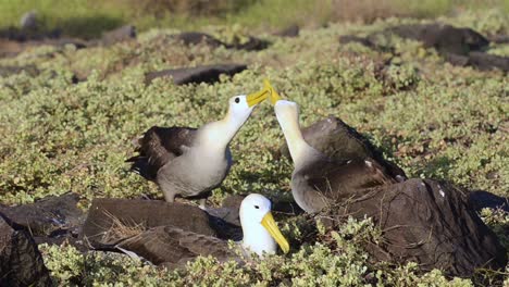 Ein-Paar-Geschwenkter-Albatrosse,-Die-Während-Eines-Balzrituals-Kreisen-Und-Auf-Die-Brut-In-Punta-Suarez-Auf-Den-Galapagos-Inseln-Espanola-Beschränkt-Sind