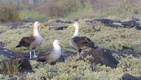 A-pair-of-Waved-albatross-billcircling-during-a-courtship-ritual-and-is-limited-to-breeding-at-Punta-Suarez-on-Espanola--Galapagos-Islands