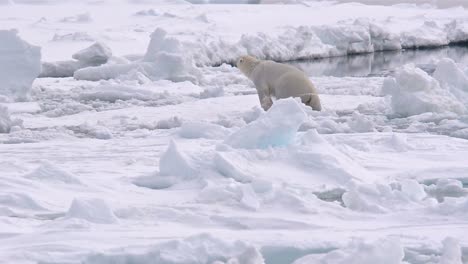 Polar-bear-climbing-out-of-the-water-on-sea-ice-near-Torelleneset-in-Svalbard-archipelago-Norway
