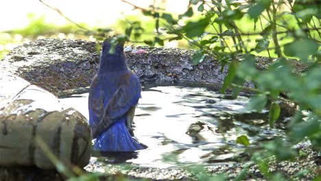Western-Bluebird-Waschen-In-Einem-Vogelbad-In-Oak-View-Kalifornien